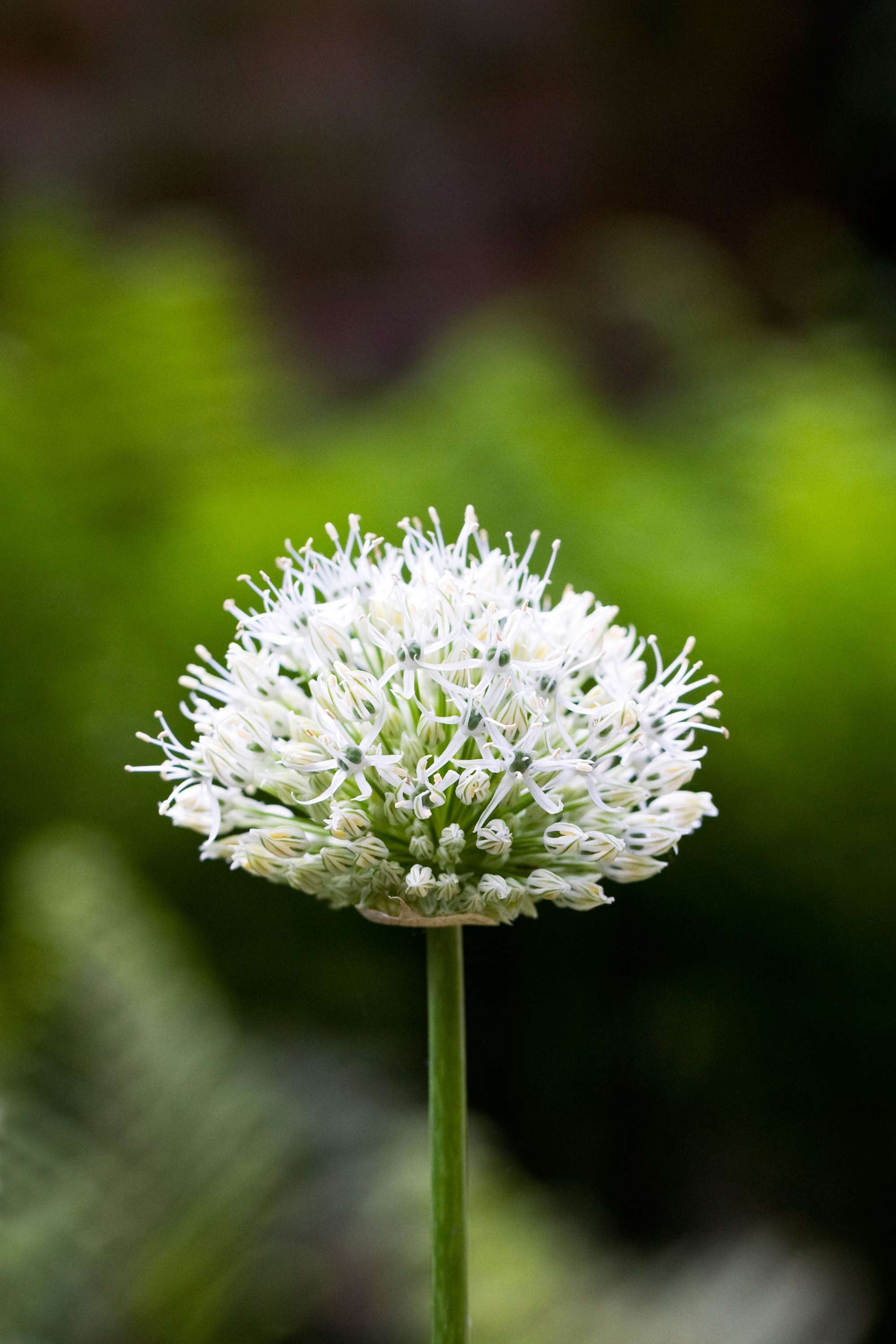 Allium (Zierlauch) 'Nigrum'
